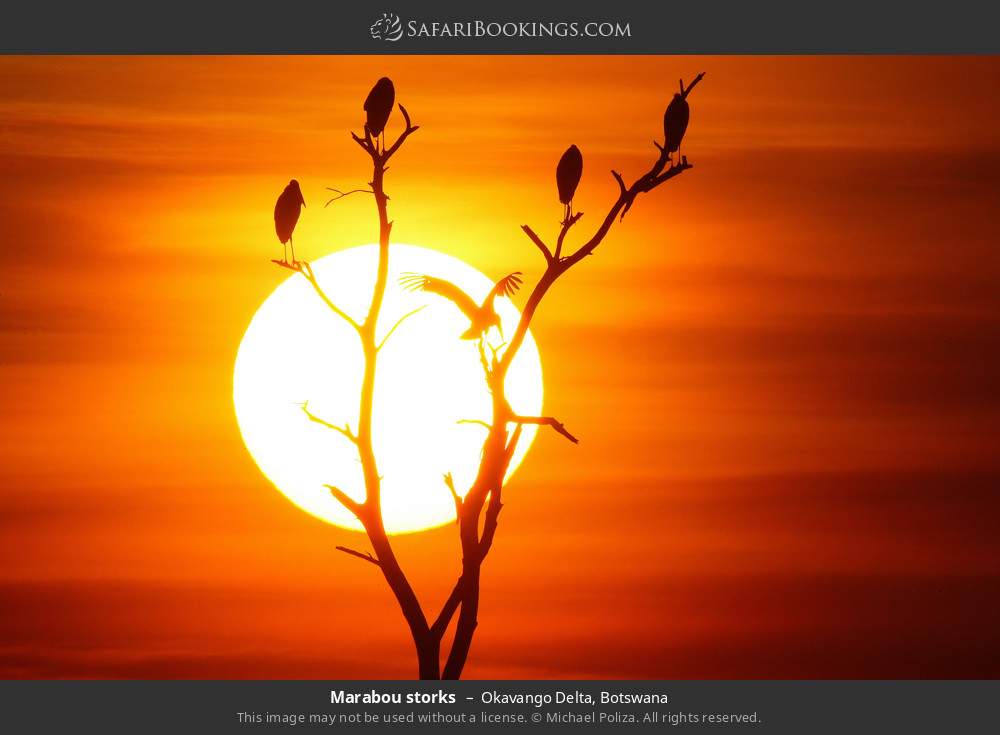 Marabou storks in Okavango Delta, Botswana