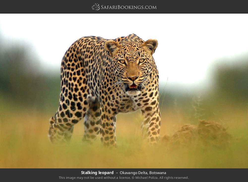 Stalking leopard in Okavango Delta, Botswana
