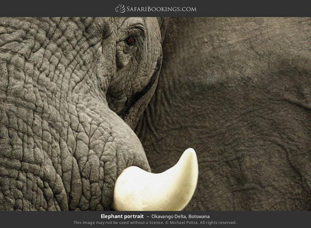 Elephant portrait in Okavango Delta, Botswana