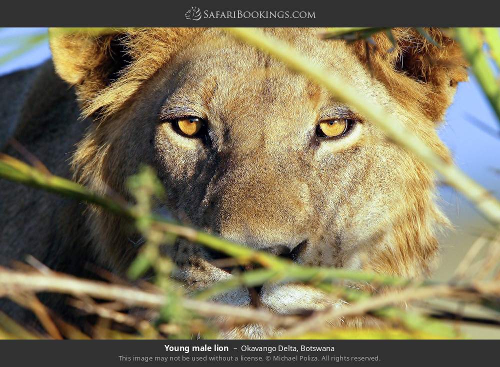 Young male lion in Okavango Delta, Botswana