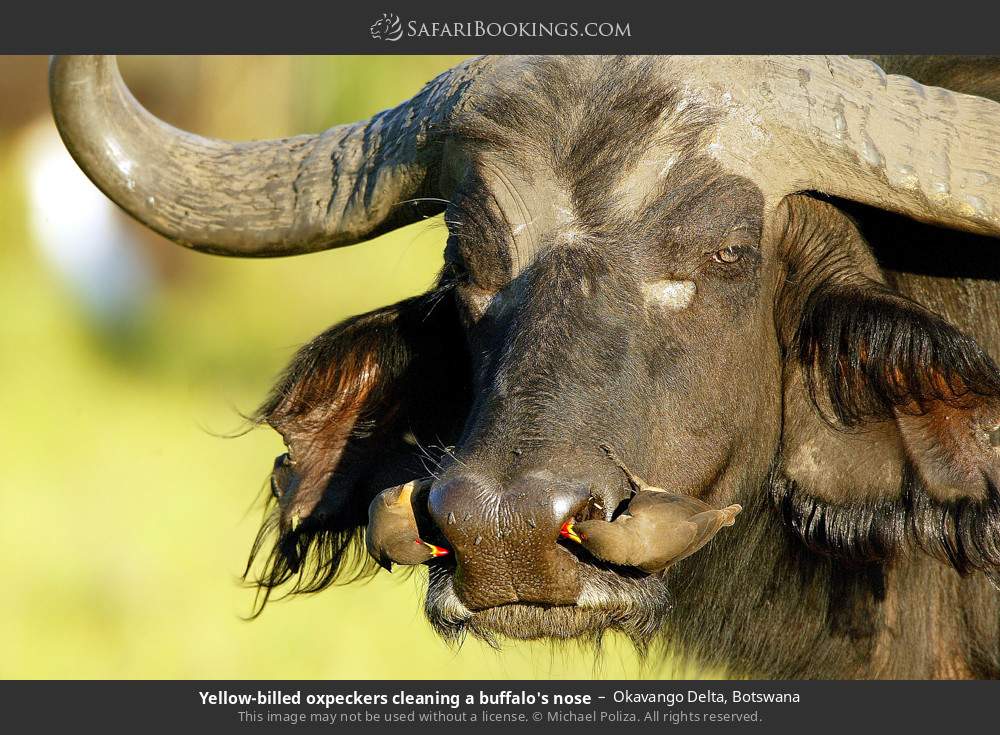 Yellow-billed oxpeckers cleaning a buffalo's nose in Okavango Delta, Botswana