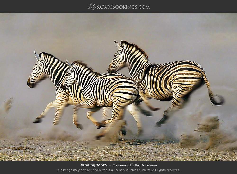 Zebras running in Okavango Delta, Botswana