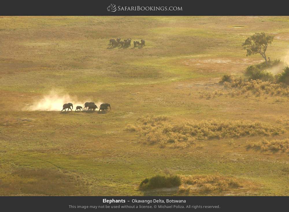 Elephants in Okavango Delta, Botswana