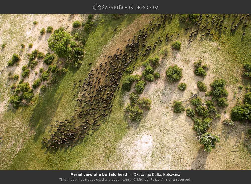 Aerial view of a buffalo herd in Okavango Delta, Botswana
