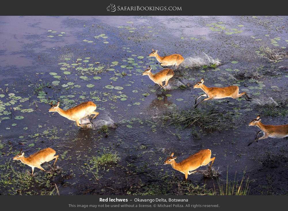 Red lechwes in Okavango Delta, Botswana