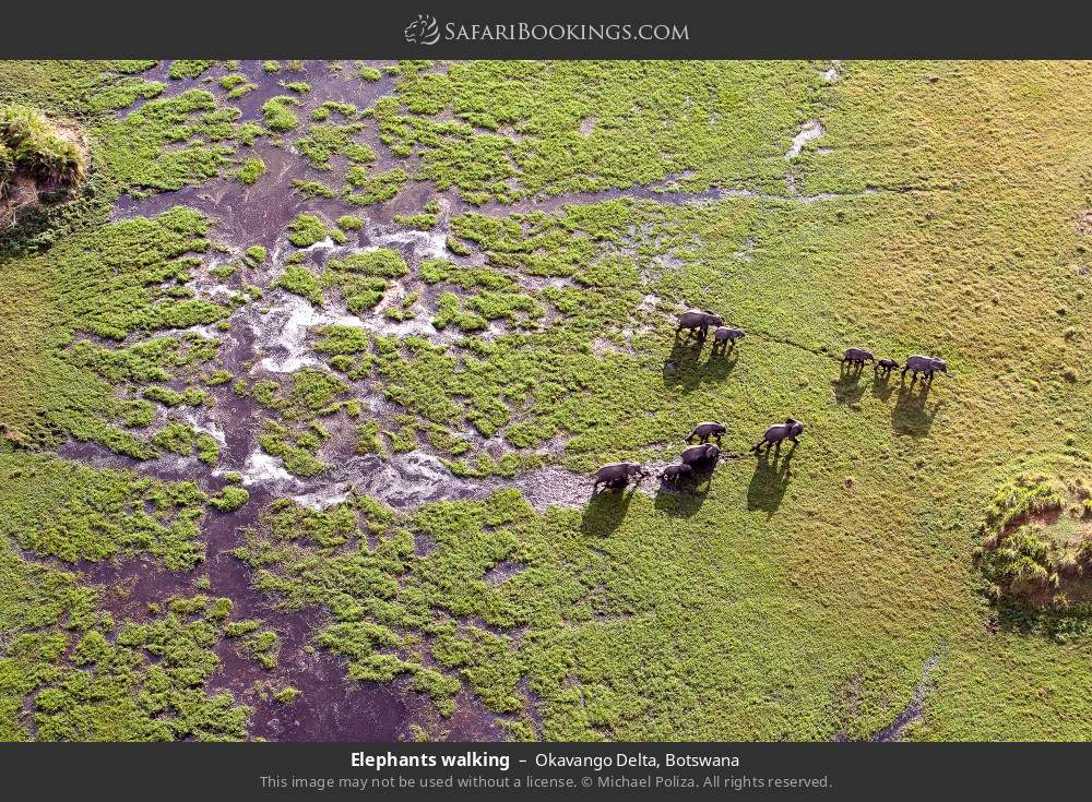 Elephants walking in Okavango Delta, Botswana