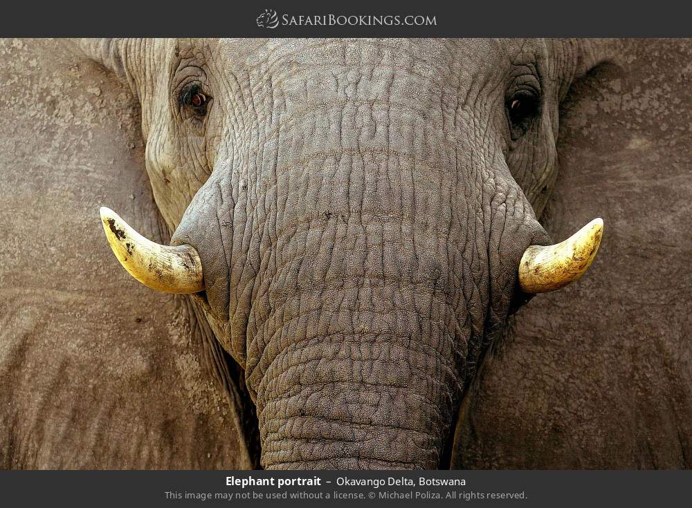 Elephant portrait in Okavango Delta, Botswana
