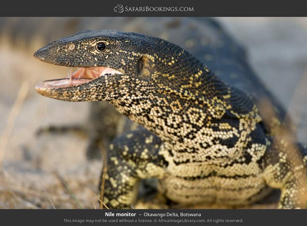 Nile monitor in Okavango Delta, Botswana