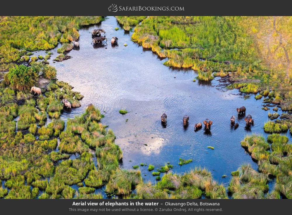 Aerial view of elephants in the water in Okavango Delta, Botswana