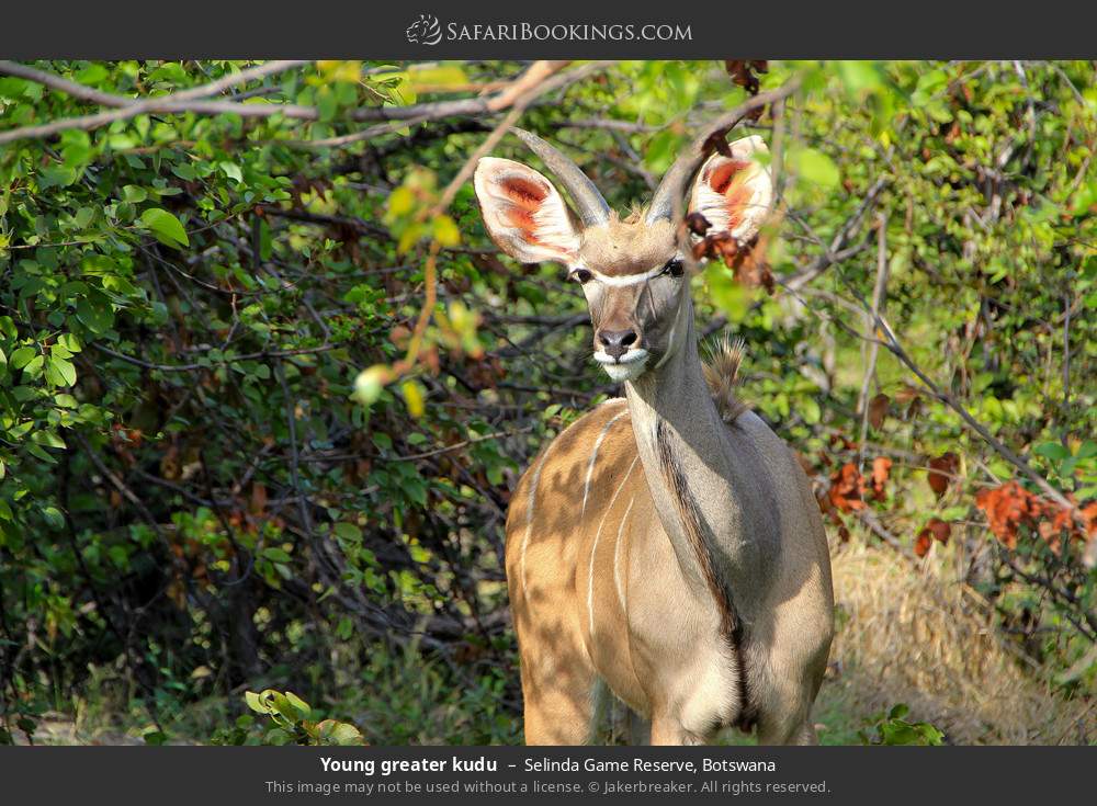 Young greater kudu in Selinda Concession, Botswana