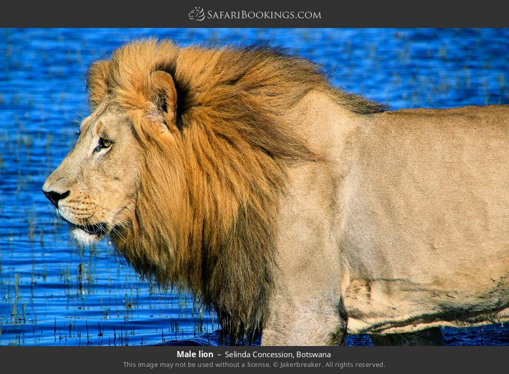 Male lion in Selinda Concession, Botswana