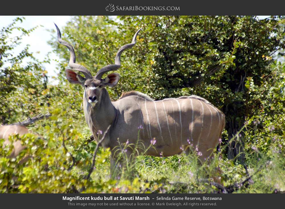 Kudu bull in Selinda Concession, Botswana