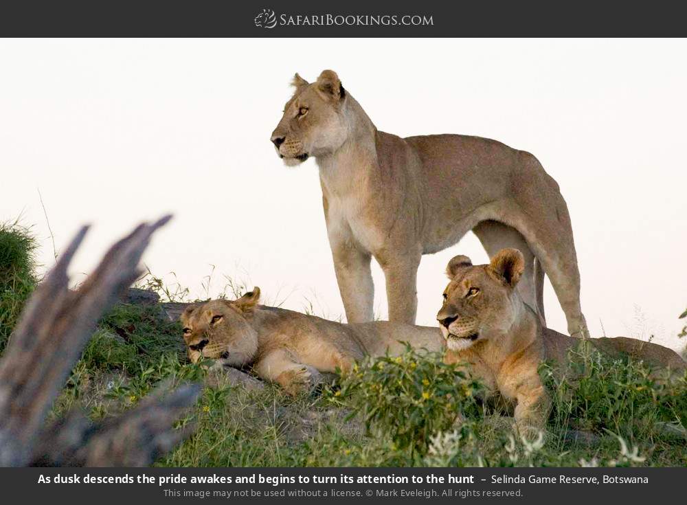 A pride of lions waking and preparing for the hunt in Selinda Concession, Botswana