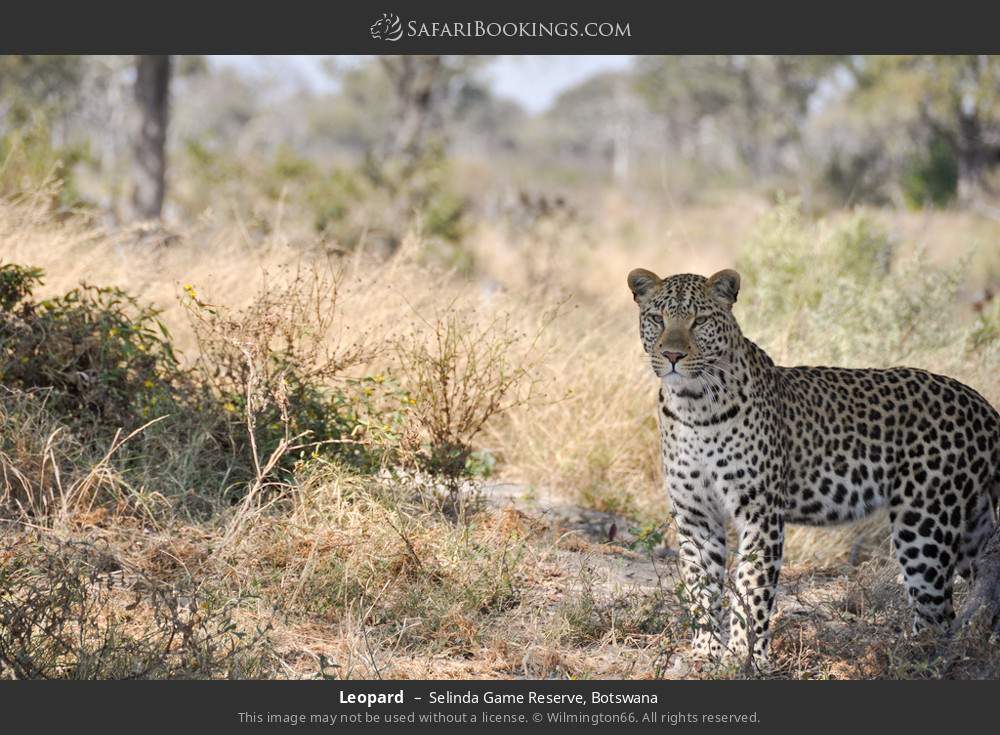 Leopard in Selinda Concession, Botswana