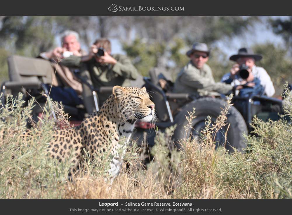 People watching a leopard in Selinda Concession, Botswana