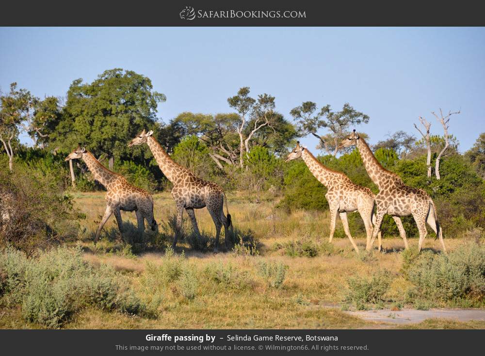 Giraffes walking in Selinda Concession, Botswana