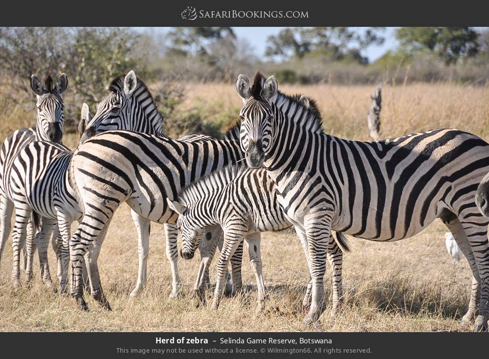 Herd of zebras in Selinda Concession, Botswana