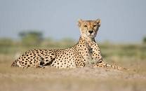 Central Kalahari Game Reserve
