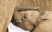Chobe National Park