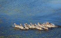 Moremi Game Reserve