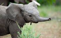 Northern Tuli Game Reserve