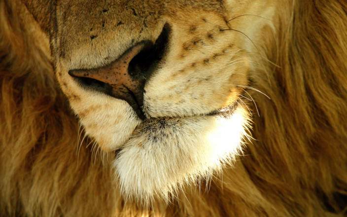 Open Photos