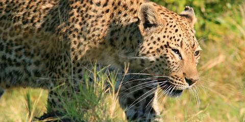 6-Day Camping Safari in Moremi and Chobe National Park