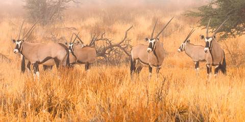 3-Day Central Kalahari Accommodated