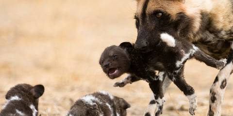 8-Day Okavango Khwai Savuti& Chobe Special