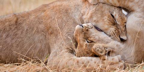 7-Day Okavango Walking & Wildlife Luxury Safari