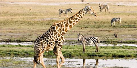 Authentic Botswana Fly-in Safari