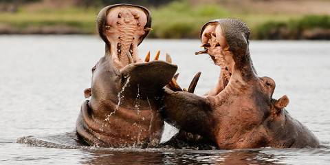 11-Day Okavango to Victoria Falls Lodge & Camping Safari
