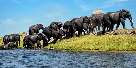 1-Day Chobe Full Day Game Drive