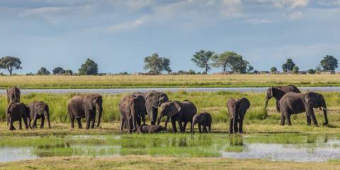 7-Day Victoria Falls, Chobe, Elephant Sands, Moremi