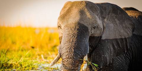 Okavango Immersion & Predator Plains Safari