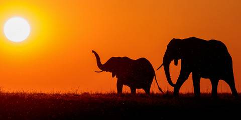 6-Day Chobe National Park, Hwange & Victoria Falls