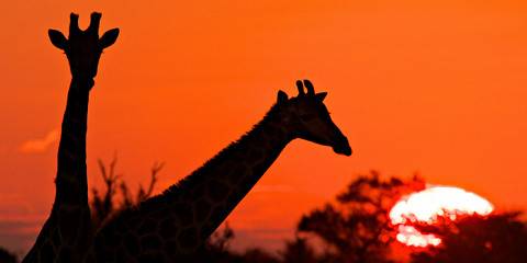 7-Day Okavango Moremi Savuti & Chobe