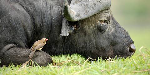 Victoria Falls & Botswana Discoverer South Safari