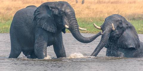 6-Day Hwange National Park, Chobe NP and Victoria Falls