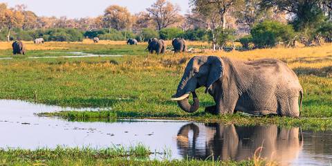 Chobe and Okavango Wildlife Safari