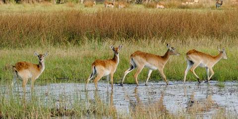 Okavango Delta (Inland Delta)