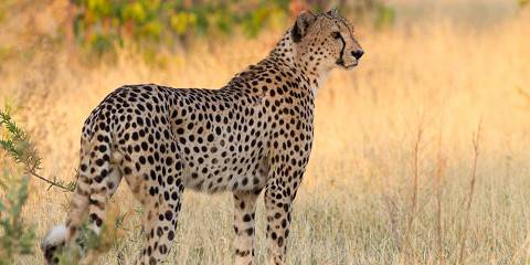 7-Day Moremi Khwai and Savuti Special