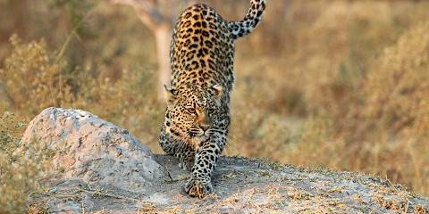 Khwai & Moremi Wilderness Safari