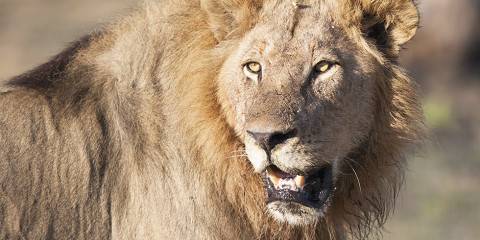 6-Day Victoria Falls | Chobe | Khwaii | Maun