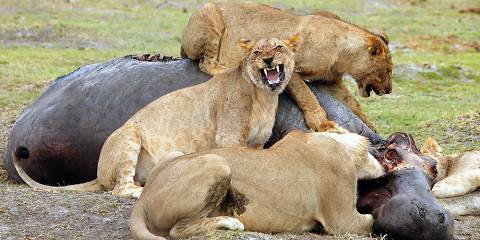 4-Day Savuti and Chobe Explore