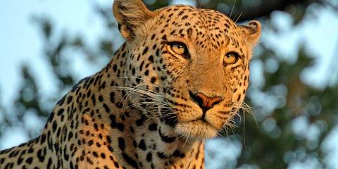 Best of Zimbabwe, Zambia and Botswana Safari