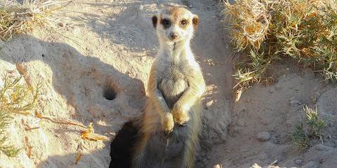 4-Day Nxai Pan Adventure, the Hidden Zebra Migration
