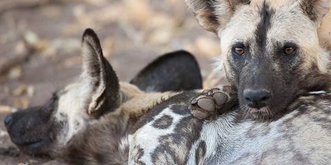 Waterways & Wilderness, an Okavango Safari