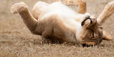 4-Day Nxai Pan National Park on a Honey Moon