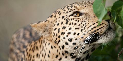 Luxury Botswana Safari and Mozambique Beach